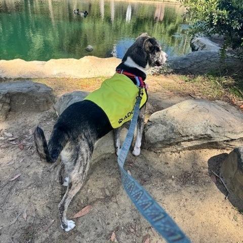 Enlarge Coconut, a Adoptable mixed breed in Long Beach, CA image 1/6