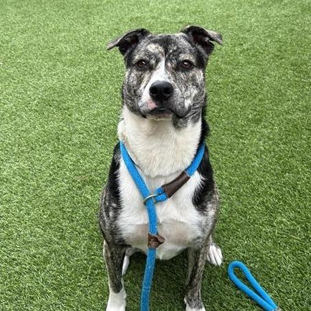 Coconut, Adoptable, Adult Female Shepherd.