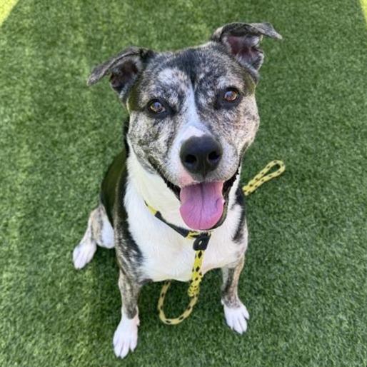 Coconut, a Adoptable mixed breed in Long Beach, CA image 3/6