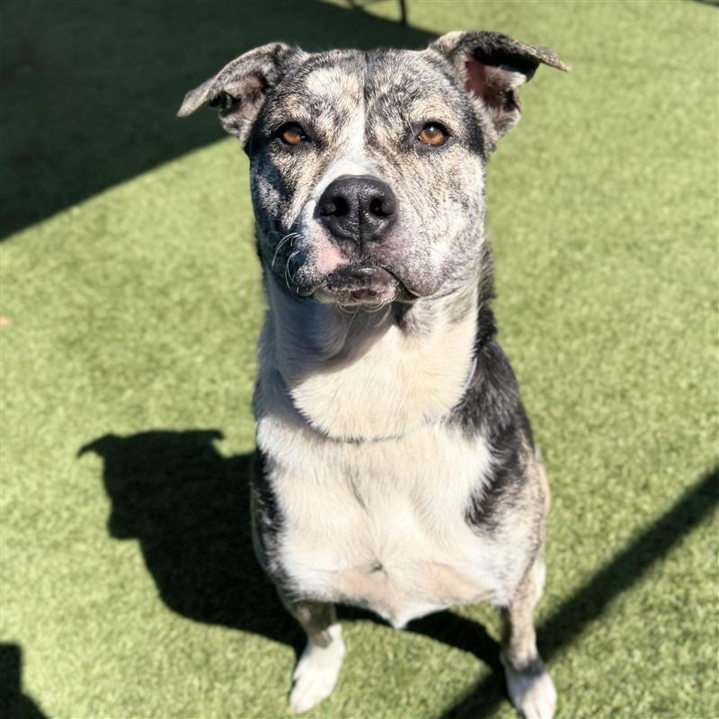 Enlarge Coconut, a Adoptable mixed breed in Long Beach, CA image 2/4