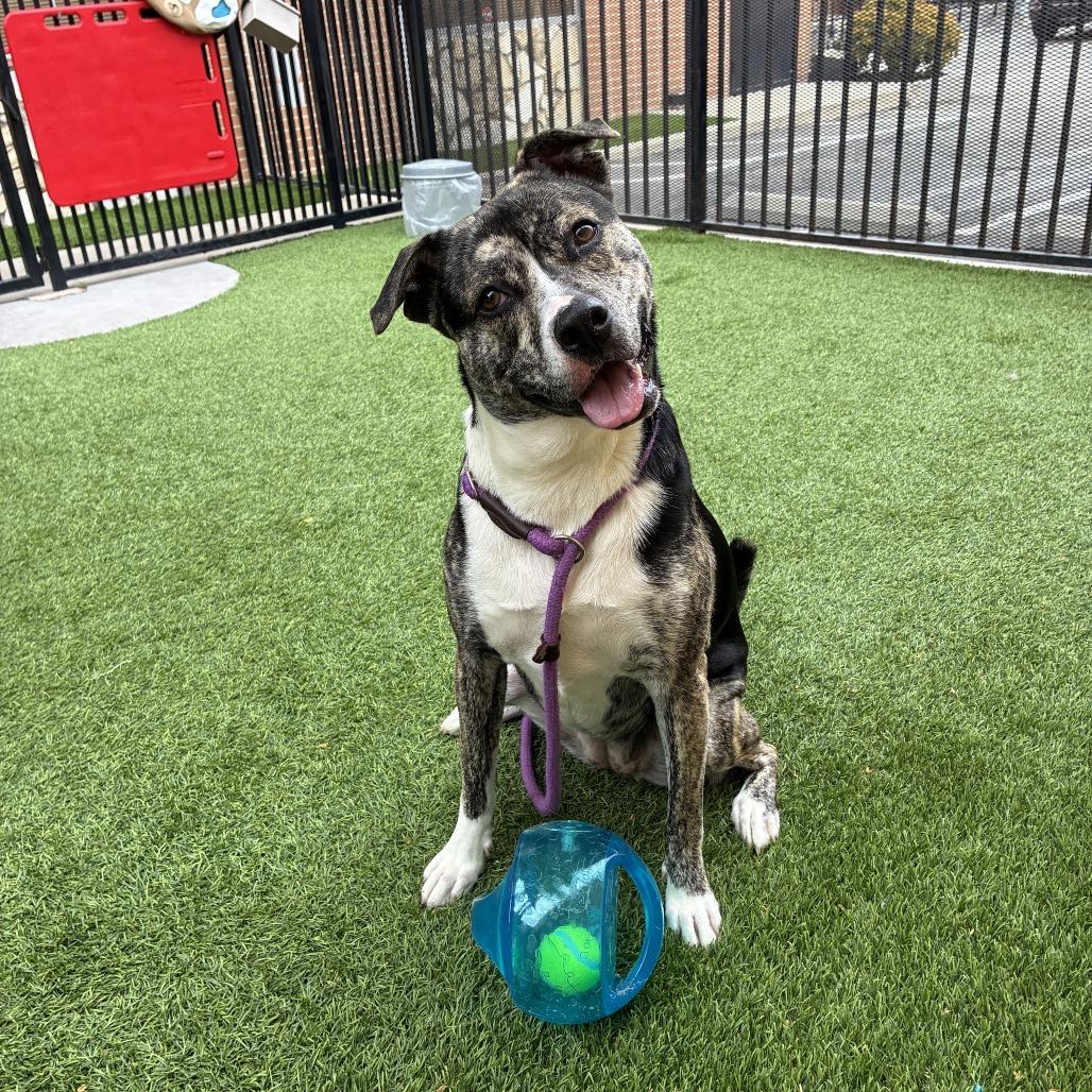 Coconut, Adoptable, Adult Female Shepherd & Mixed Breed.