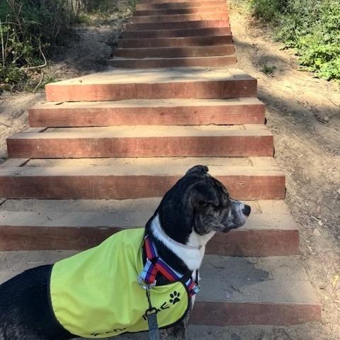 Enlarge Coconut, a Adoptable mixed breed in Long Beach, CA image 5/6