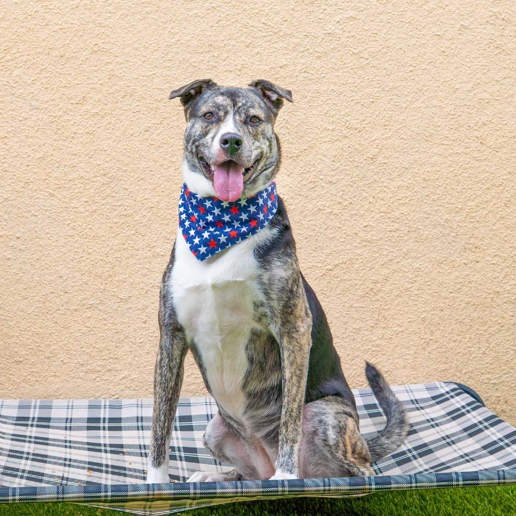 Coconut, a Adoptable mixed breed in Long Beach, CA image 4/6