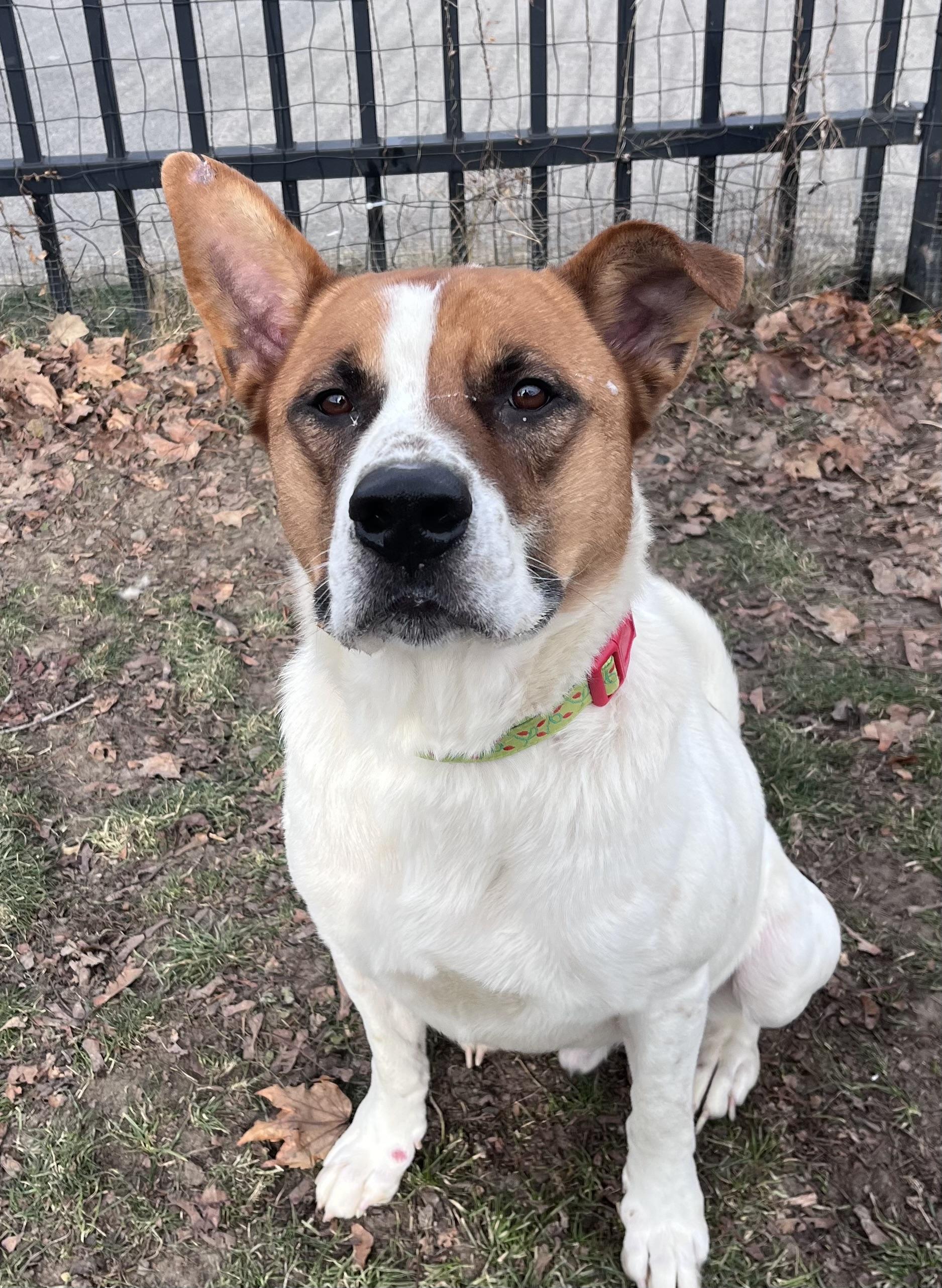 Enlarge Roscoe , a ADOPTABLE mixed breed in Buffalo, NY image 3/6