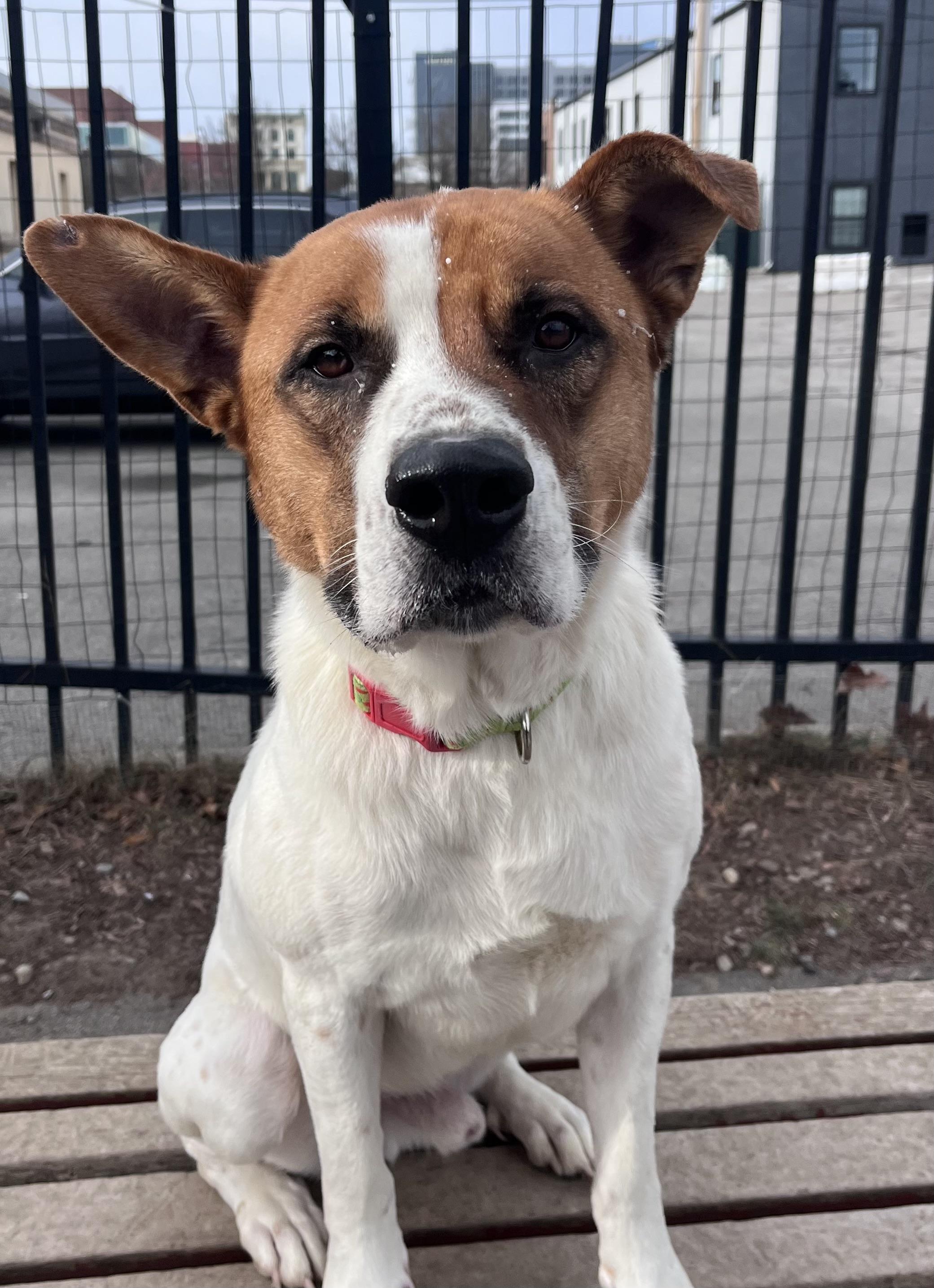 Enlarge Roscoe , a ADOPTABLE mixed breed in Buffalo, NY image 6/6