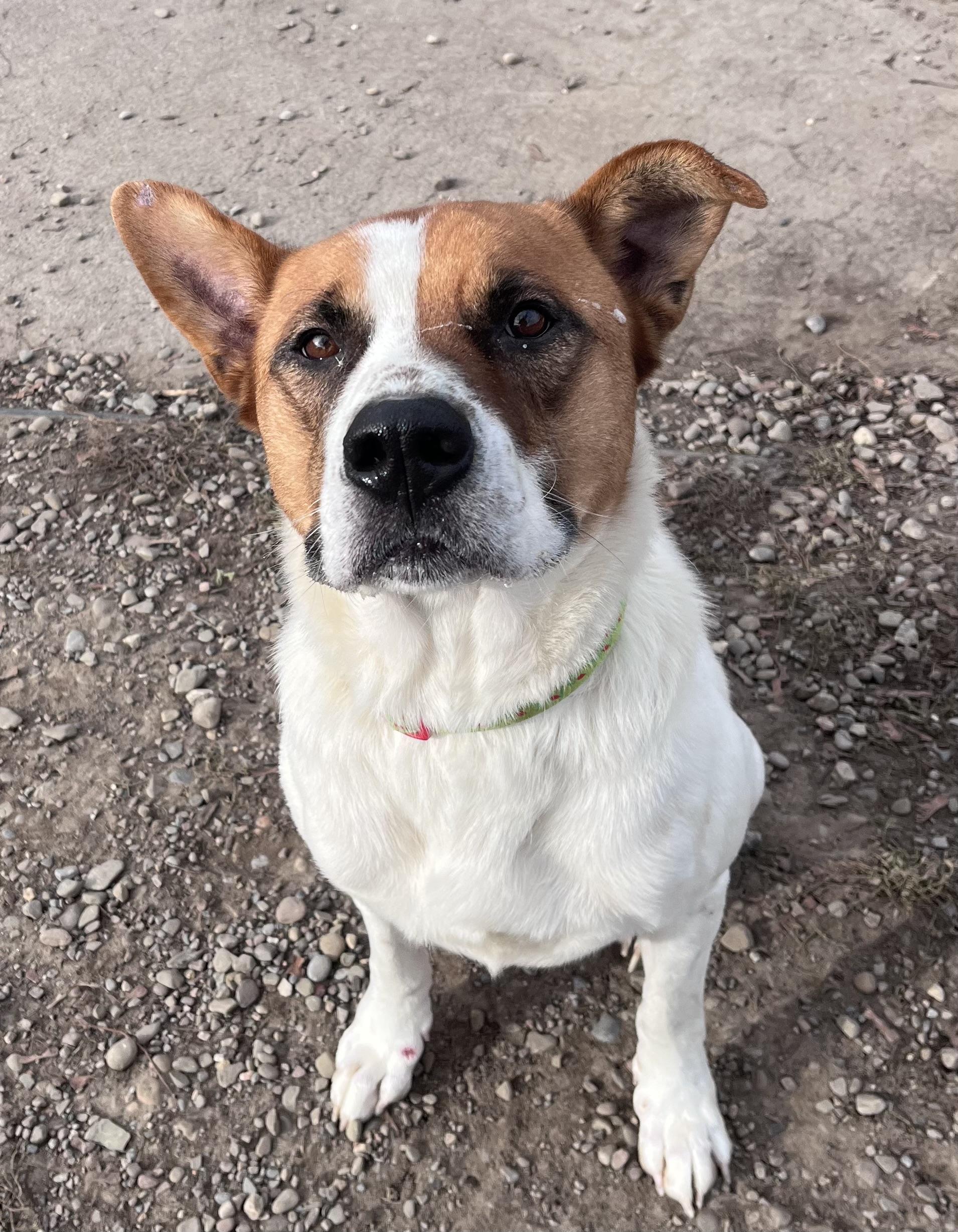Enlarge Roscoe , a ADOPTABLE mixed breed in Buffalo, NY image 2/6