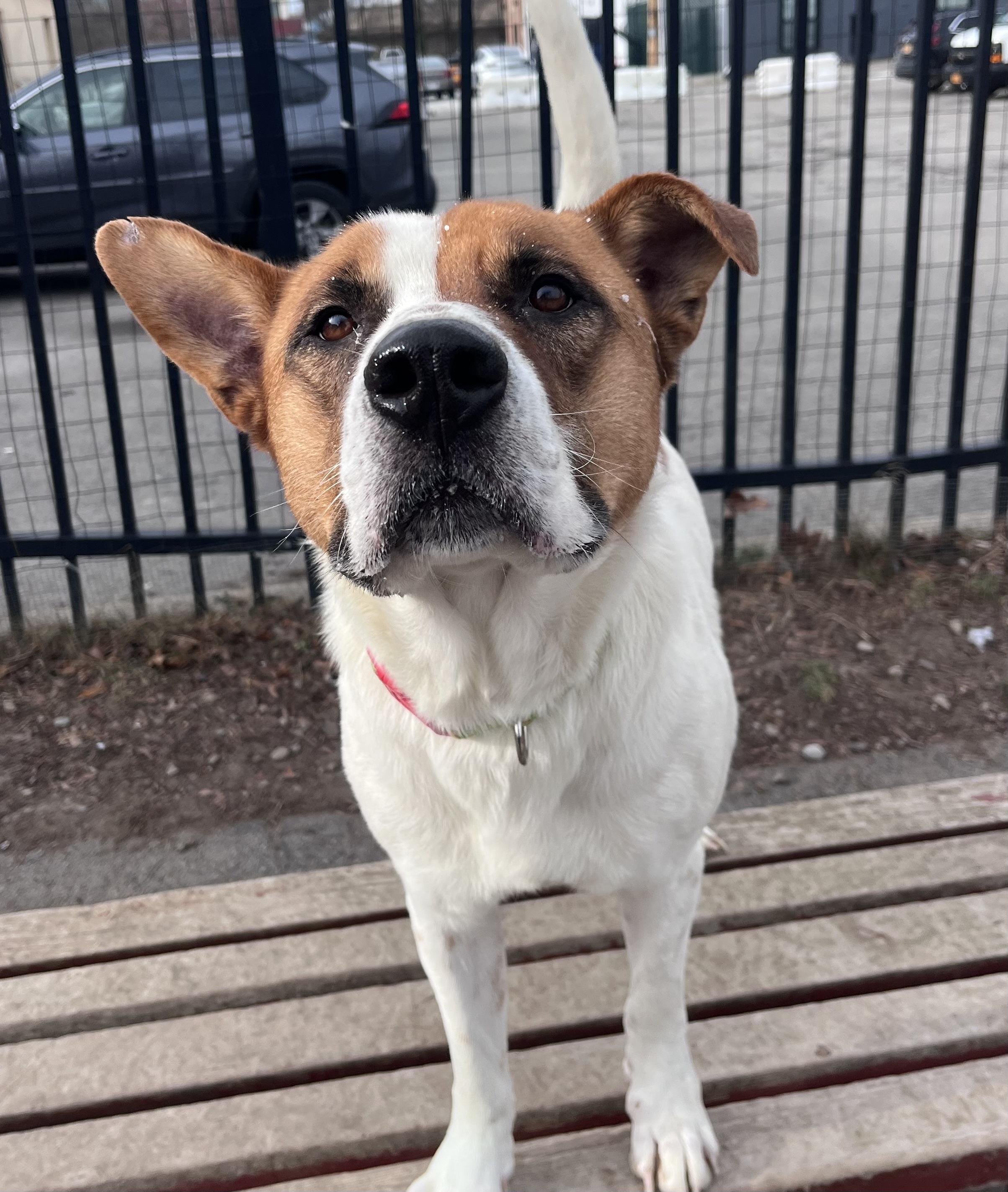 Enlarge Roscoe , a ADOPTABLE mixed breed in Buffalo, NY image 4/6