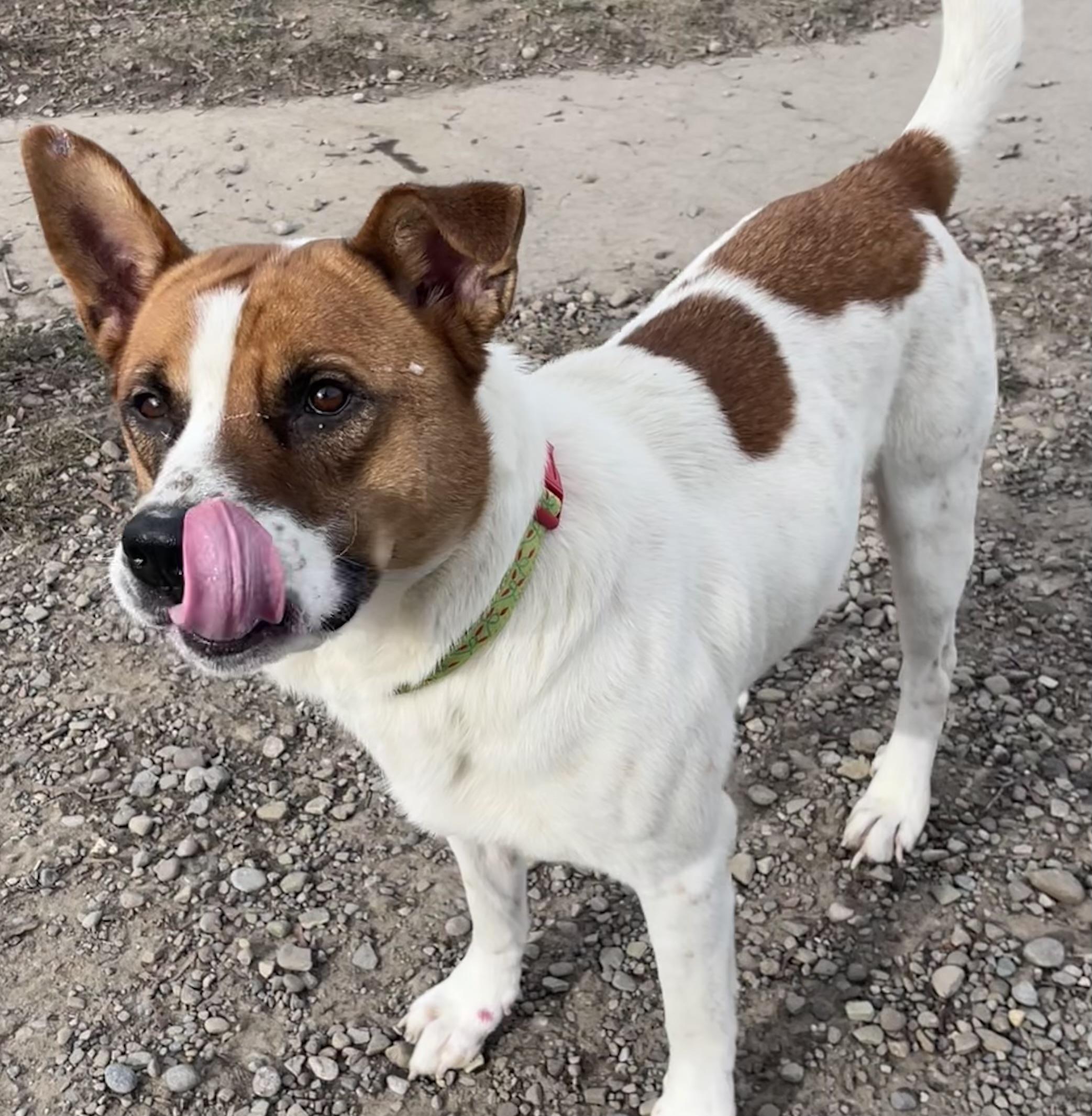 Enlarge Roscoe , a ADOPTABLE mixed breed in Buffalo, NY image 5/6