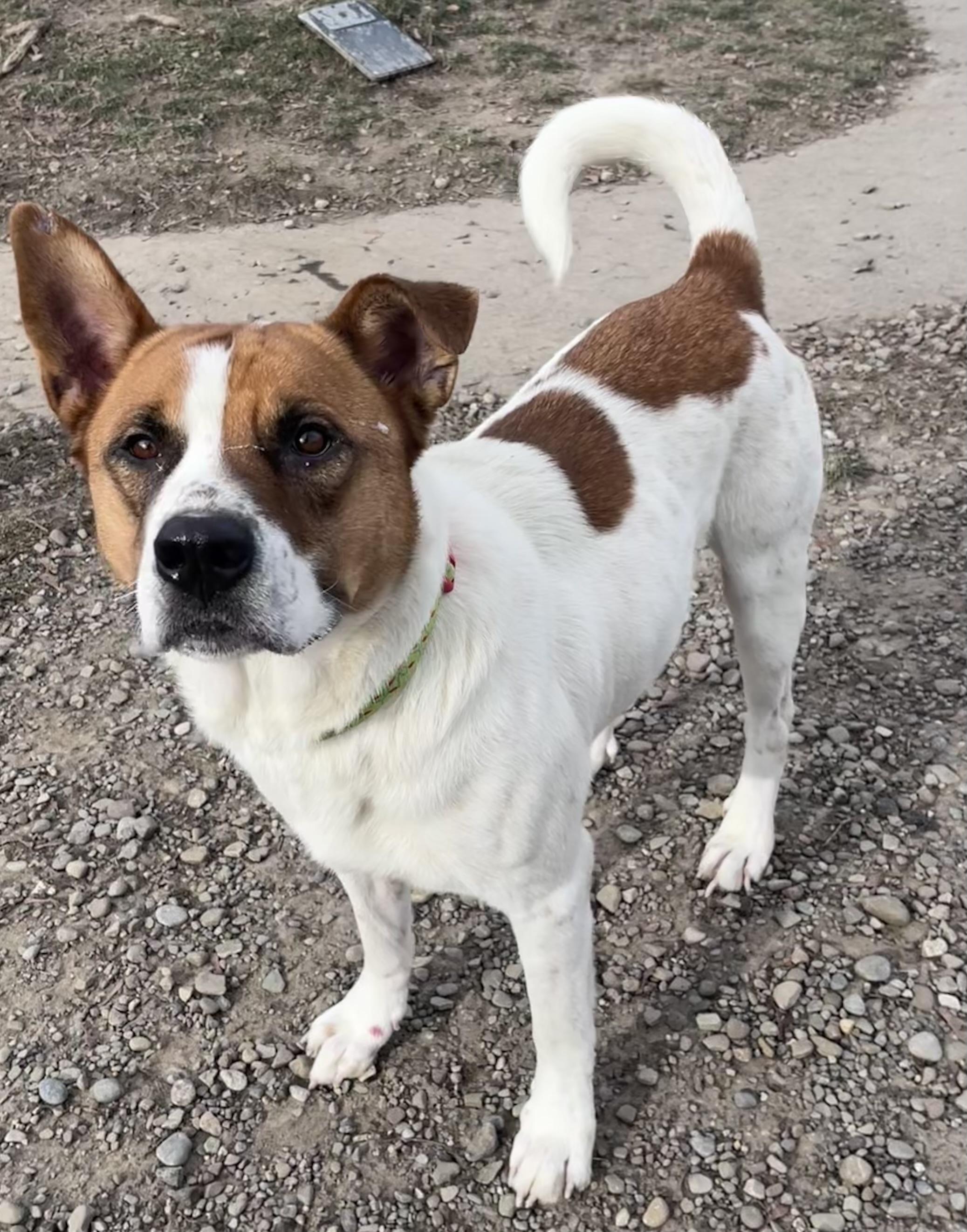 Roscoe , ADOPTABLE, Adult Male Mixed Breed.