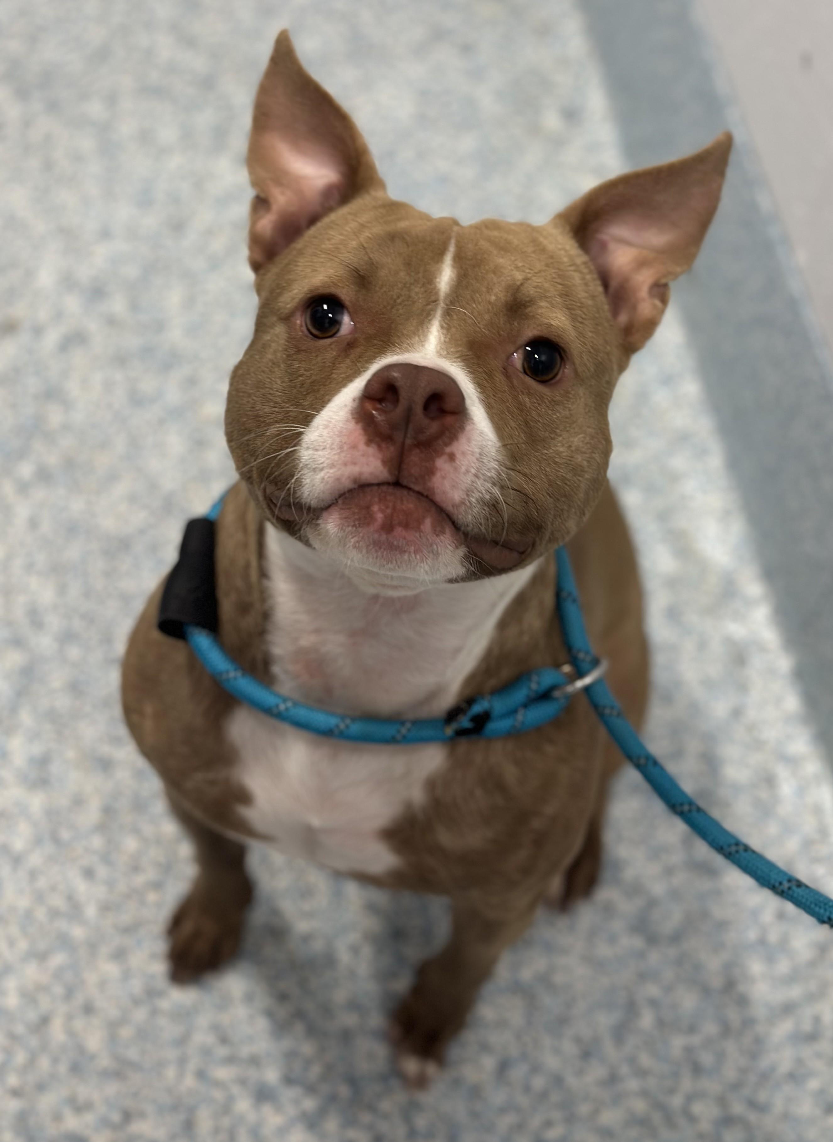 Enlarge Bruno, a ADOPTABLE mixed breed in Stafford, VA image 1/1