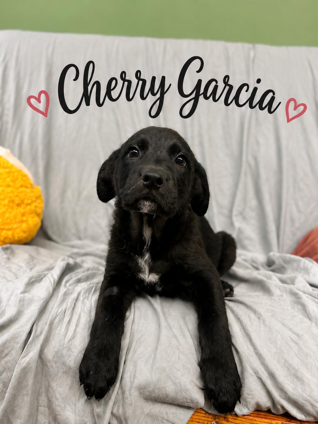 Cherry Garcia, adopted, Young Female Black Labrador Retriever.