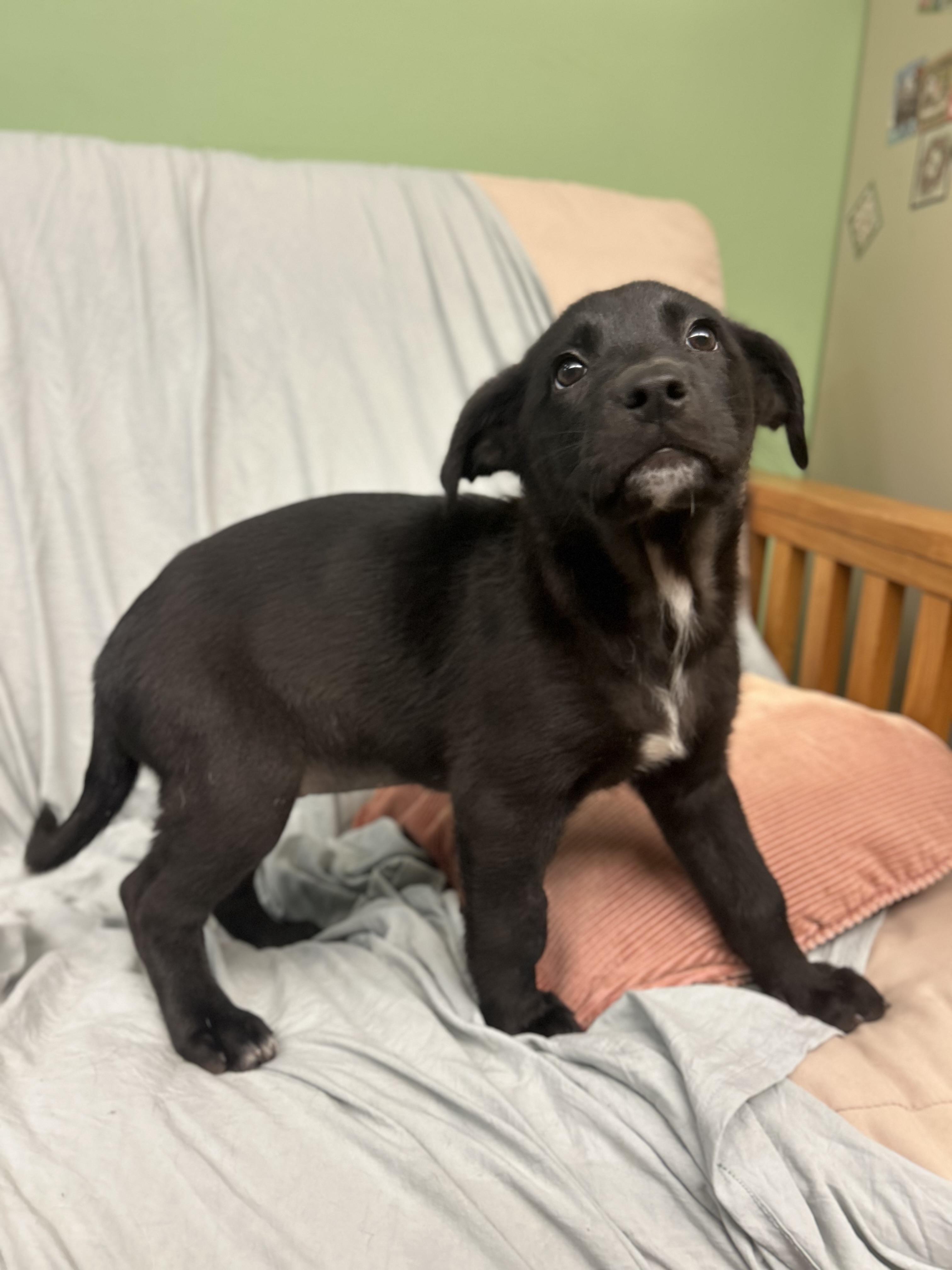 Cherry Garcia, an adopted Black Labrador Retriever in Howes Cave, NY image 3/3