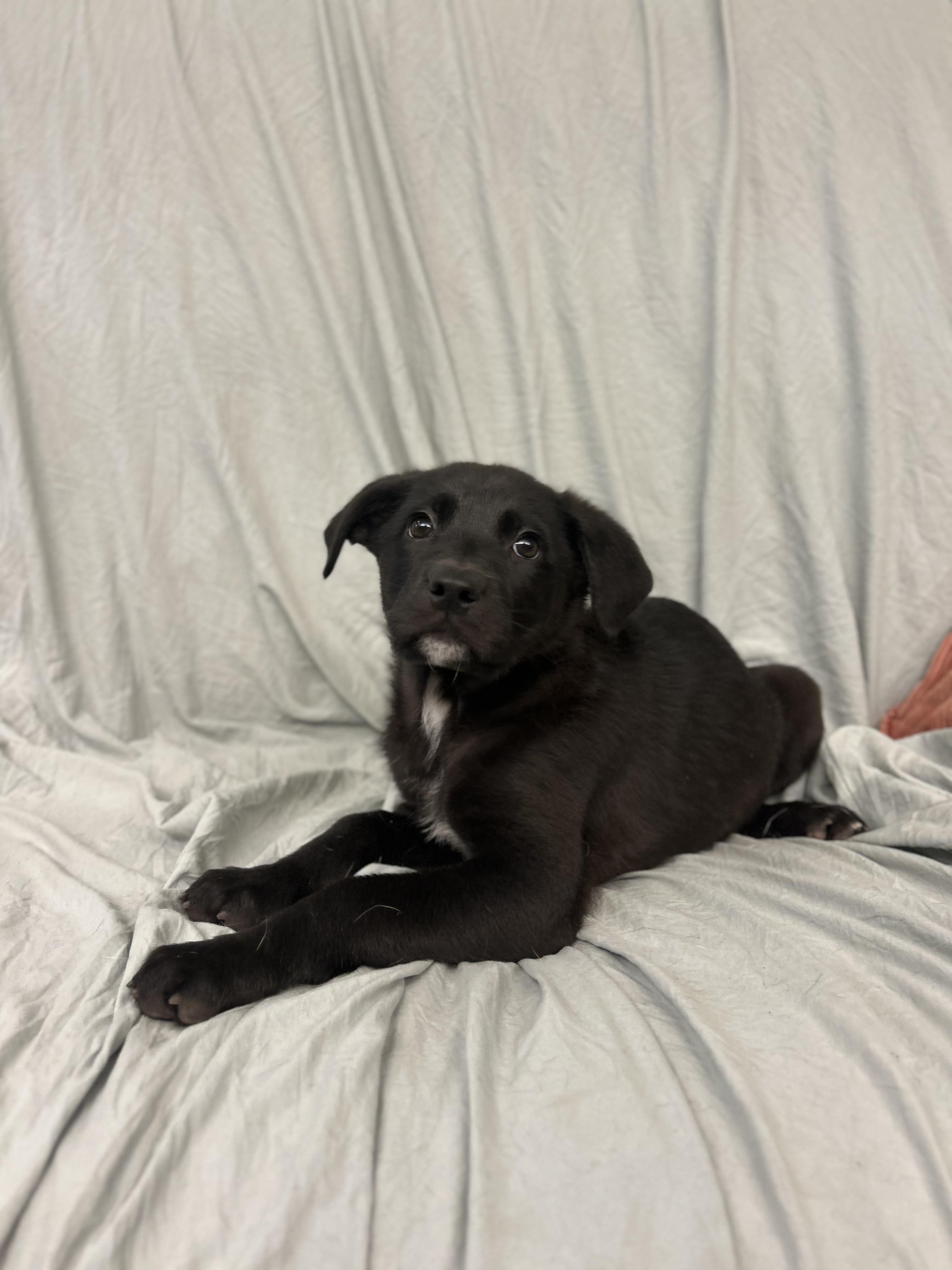 Cherry Garcia, an adopted Black Labrador Retriever in Howes Cave, NY image 2/3
