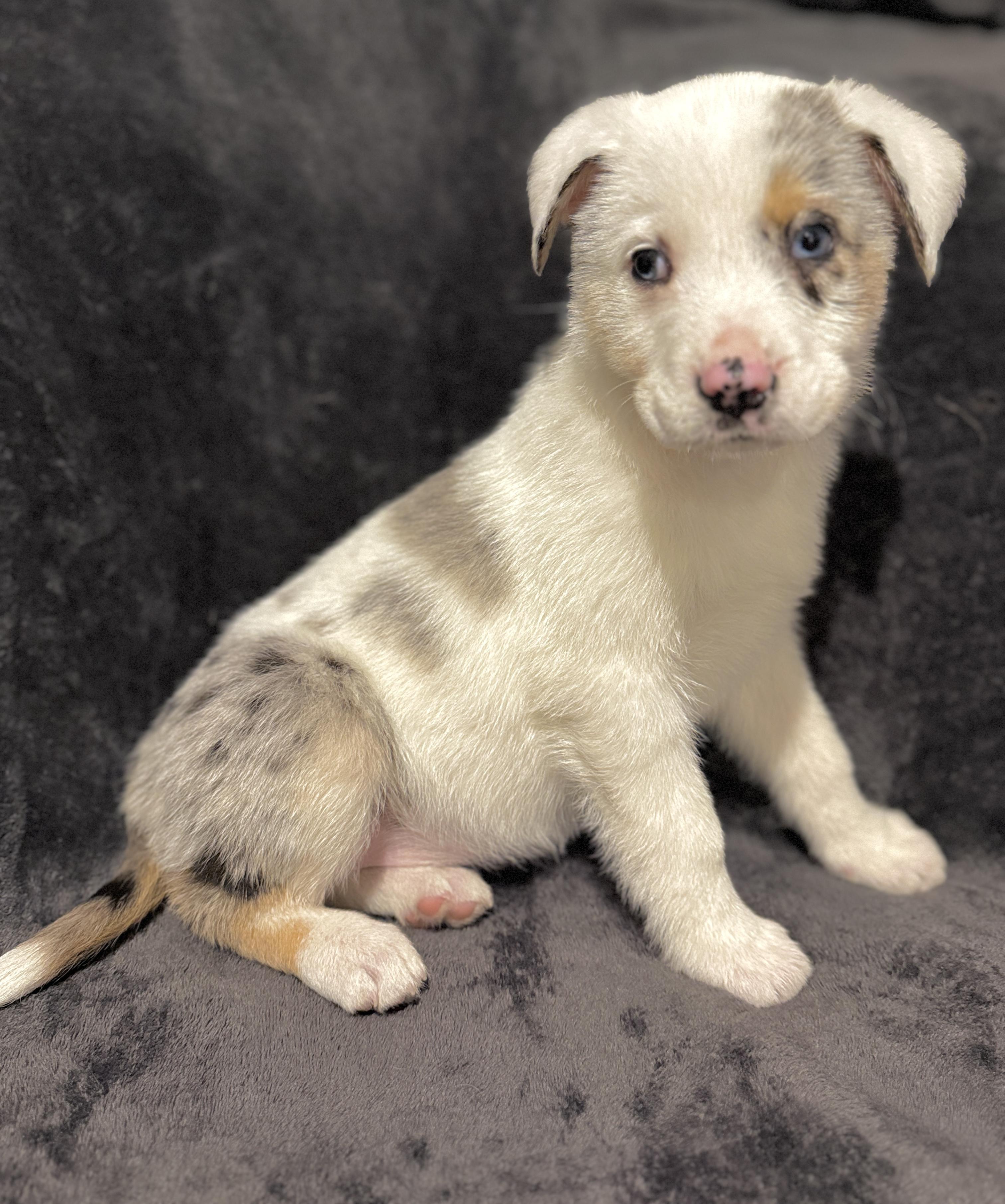 Kelsey- I’m deaf , adopted, Puppy Female Australian Shepherd & Catahoula Leopard Dog.