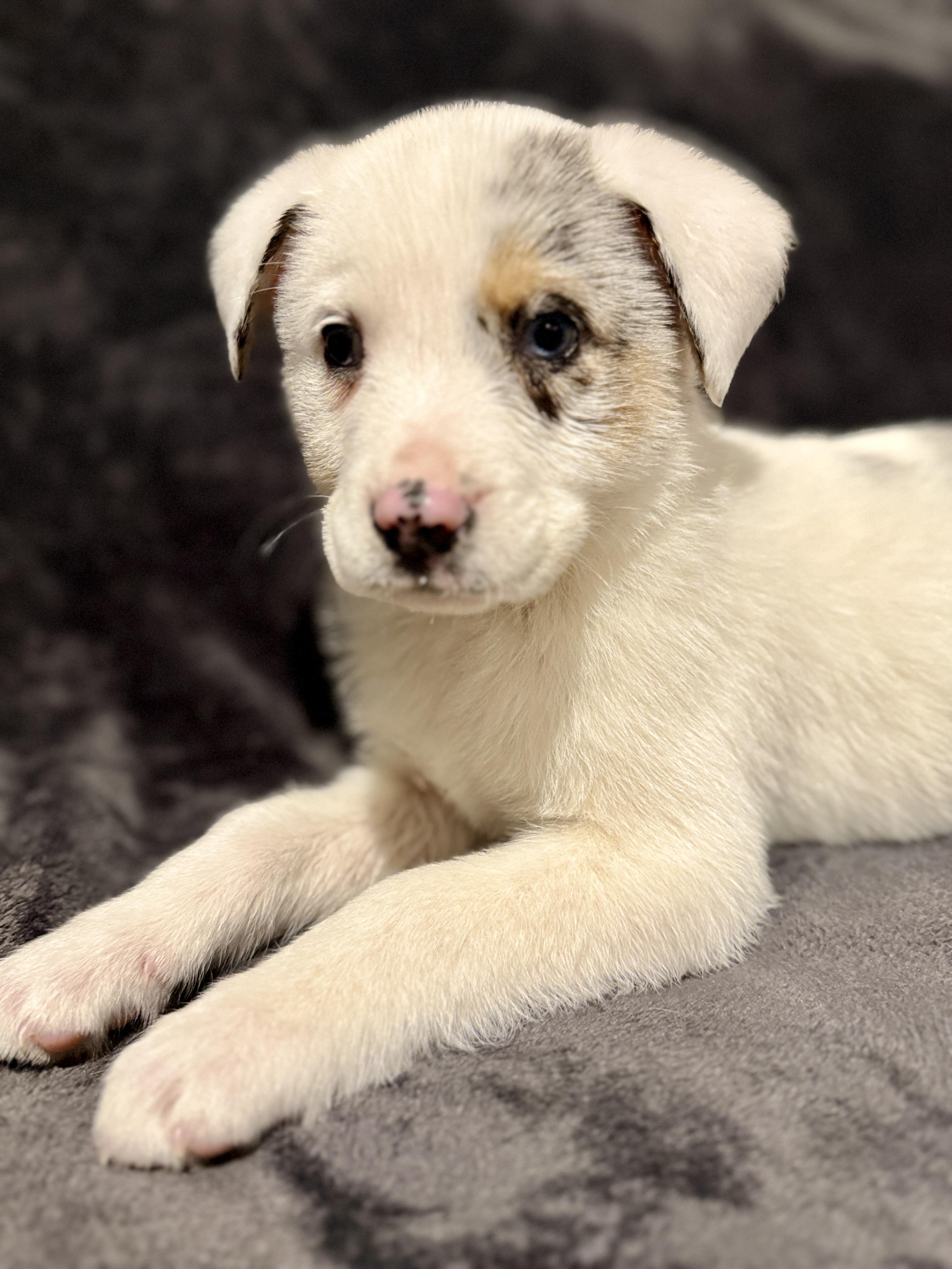 Kelsey- I’m deaf , an adopted mixed breed in Hales corners, WI image 2/4