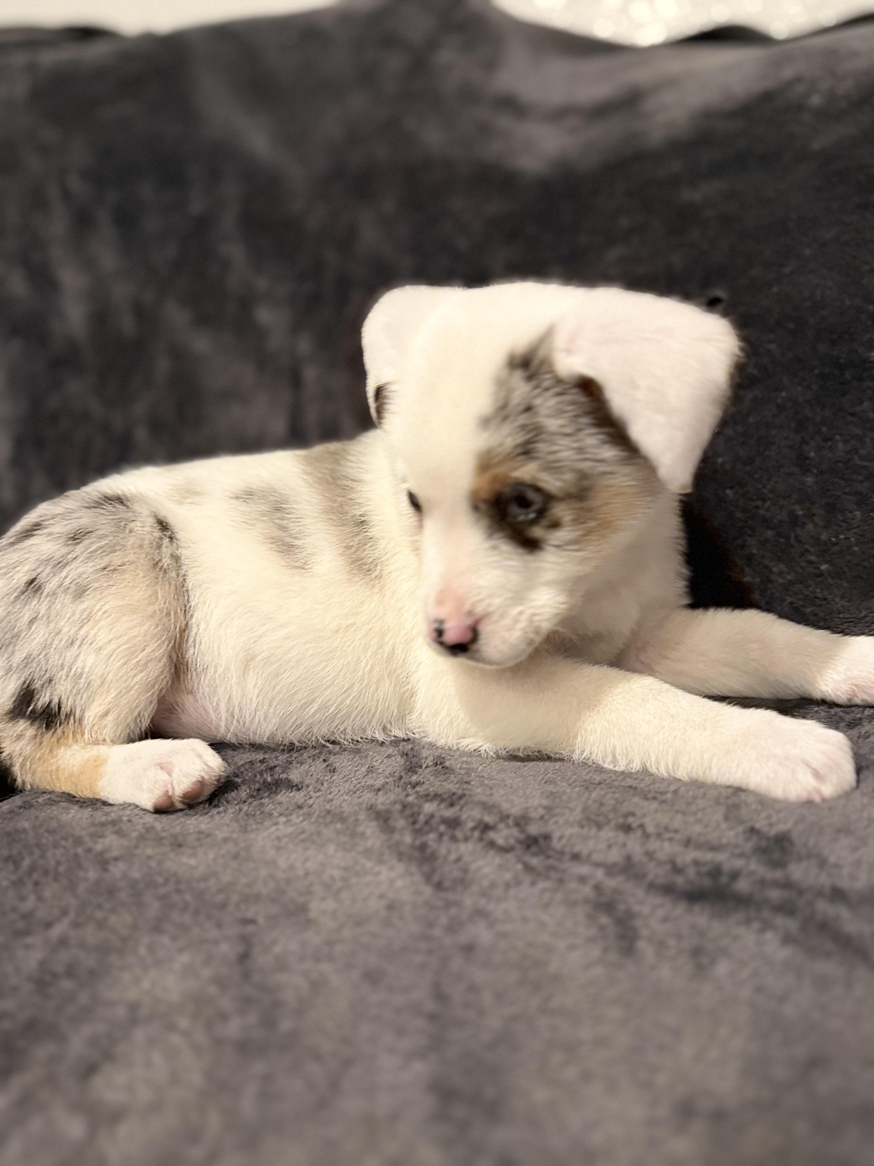 Kelsey- I’m deaf , an adopted mixed breed in Hales corners, WI image 3/4