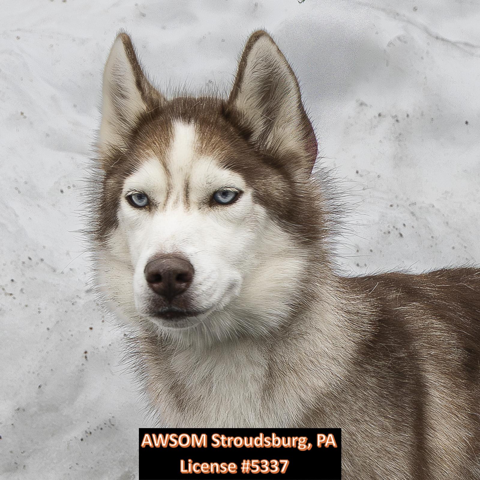 Summer, a ADOPTABLE mixed breed in Stroudsburg, PA image 1/2