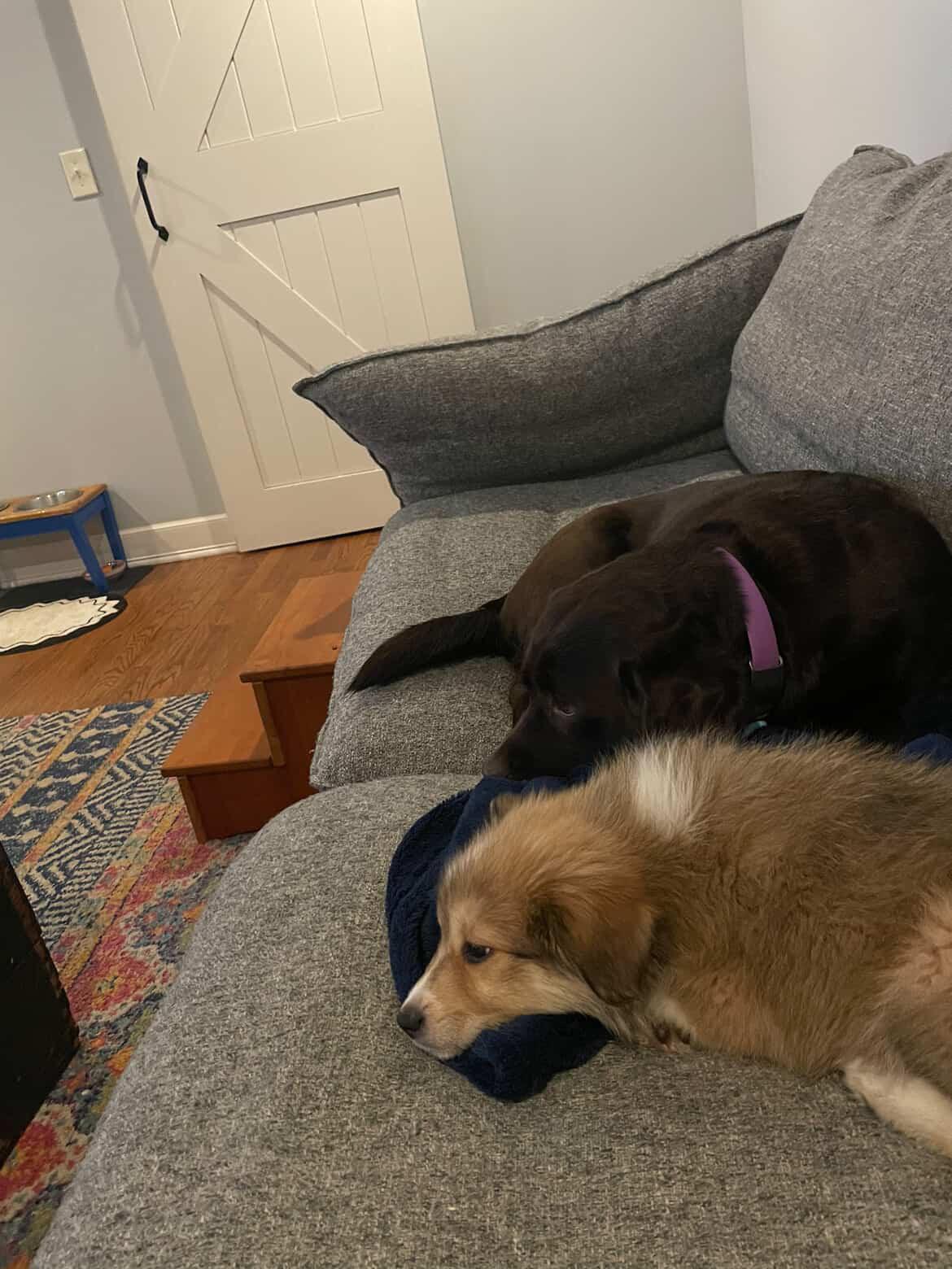 Olive, adopted, Puppy Female Great Pyrenees & Collie.