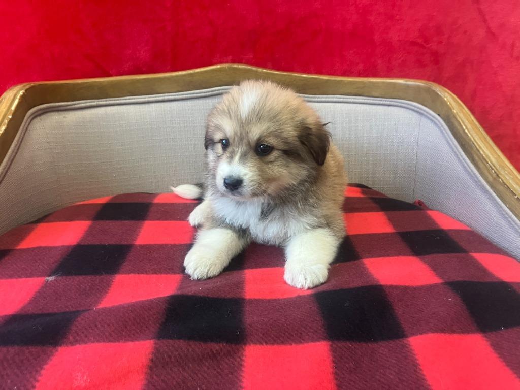 Olive, an adopted mixed breed in Simsbury, CT image 2/6