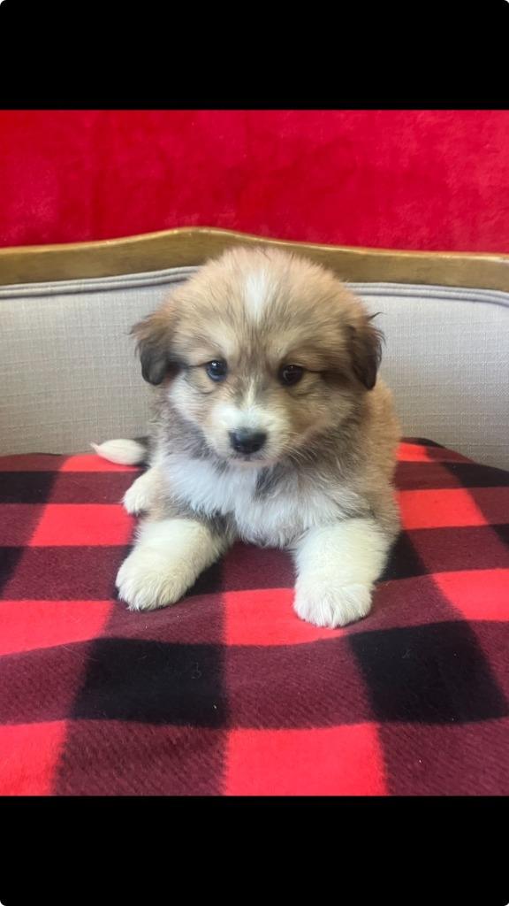 Olive, an adopted mixed breed in Simsbury, CT image 5/6