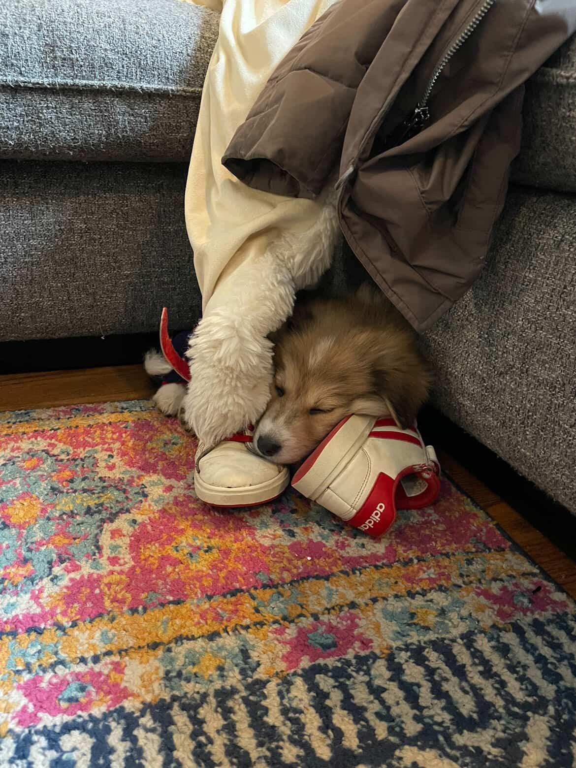 Olive, an adopted mixed breed in Simsbury, CT image 6/6