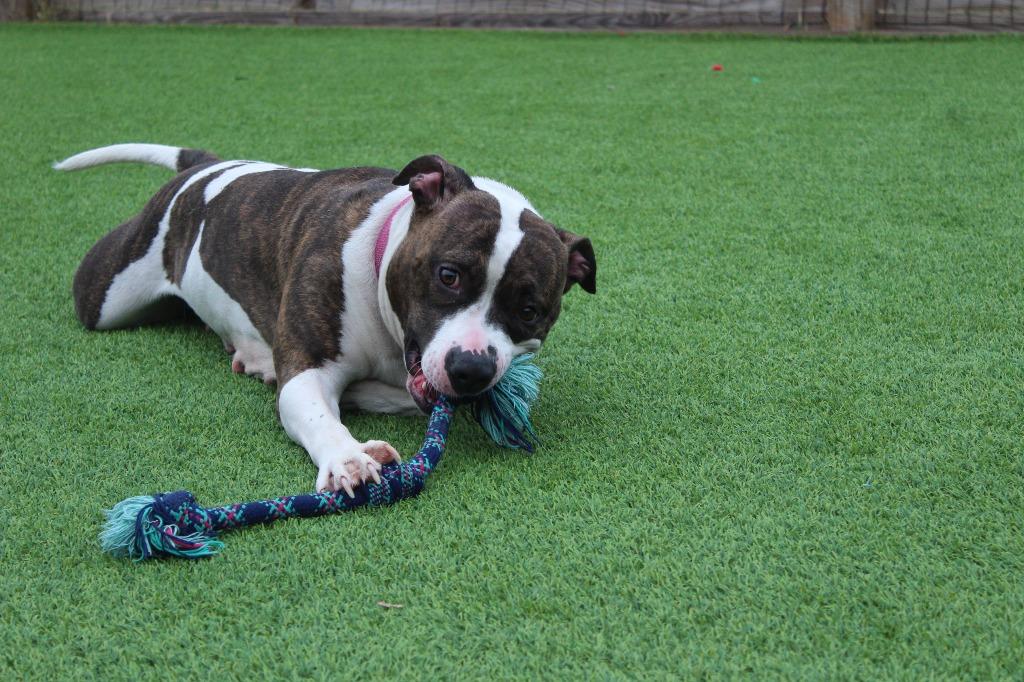 Enlarge Holstein, a ADOPTABLE Pit Bull Terrier in Chestertown, MD image 3/4