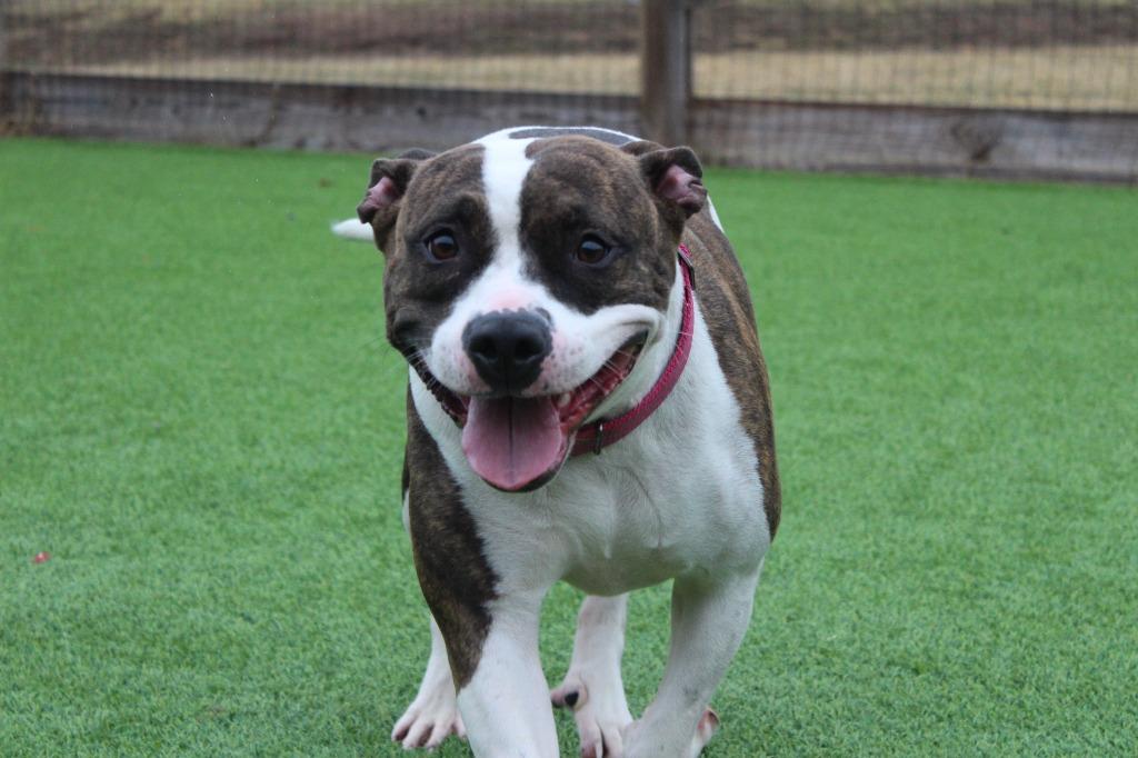 Enlarge Holstein, a ADOPTABLE Pit Bull Terrier in Chestertown, MD image 2/4