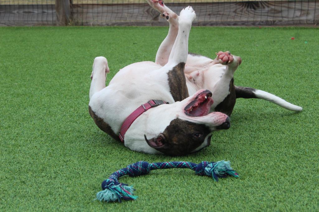 Enlarge Holstein, a ADOPTABLE Pit Bull Terrier in Chestertown, MD image 4/4