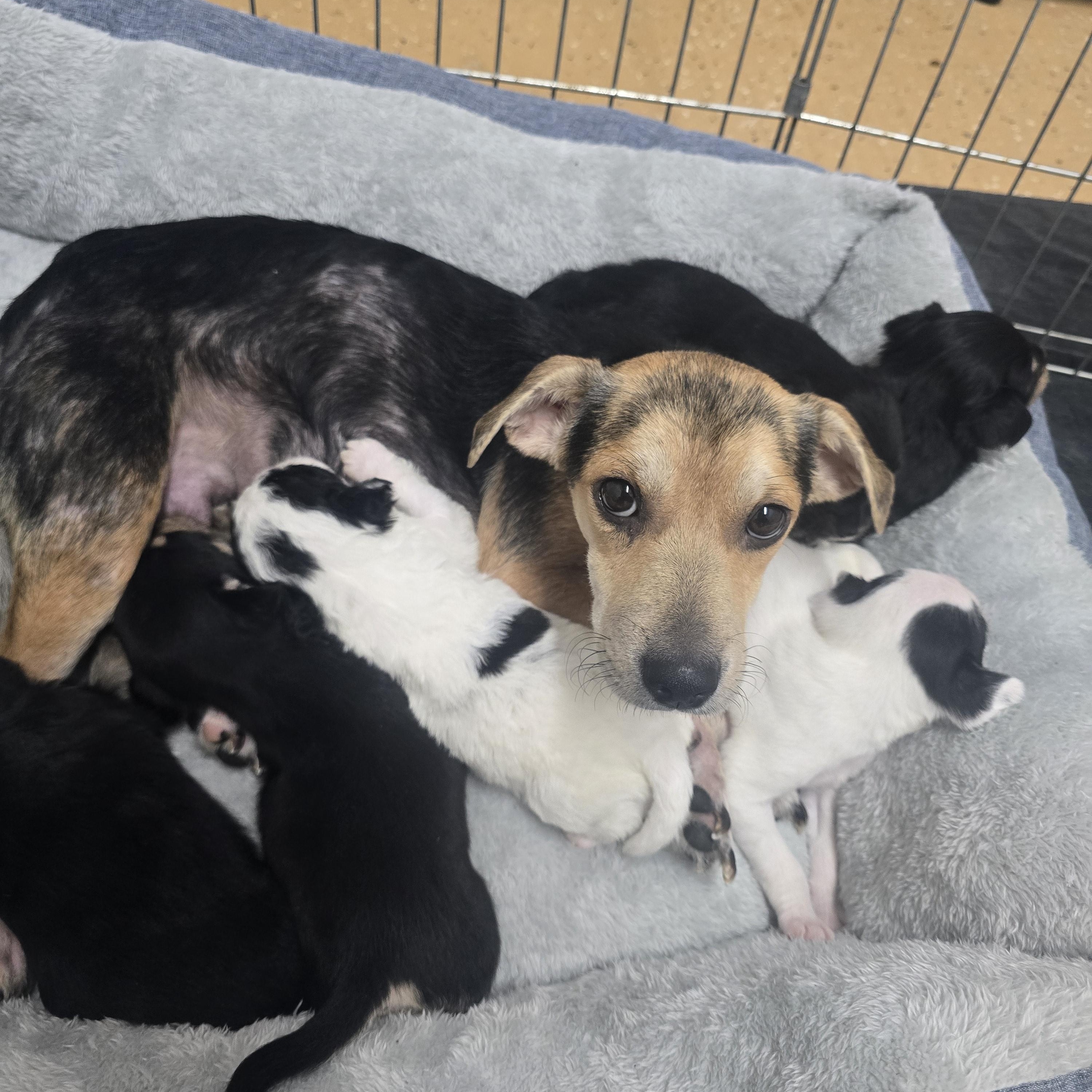 Sidney, ADOPTABLE, Young Female Beagle.