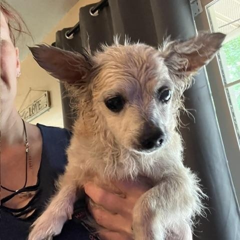 SLIM, female chihuahua, spayed 13 yrs old, 10 bs, ADOPTABLE, Senior Female Chihuahua.