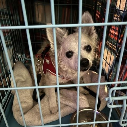 SLIM, female chihuahua, spayed 13 yrs old, 10 bs, a ADOPTABLE mixed breed in Shawnee, OK image 2/2
