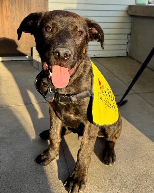 Enlarge Finch, a Adoptable mixed breed in Reno, NV image 1/4