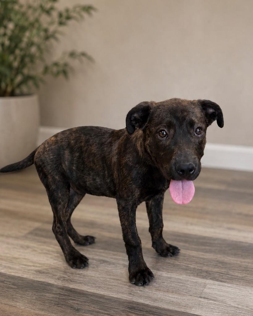 Finch, Adoptable, Puppy Male Shepherd.