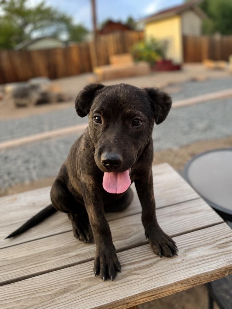 Enlarge Finch, a Adoptable mixed breed in Reno, NV image 2/3