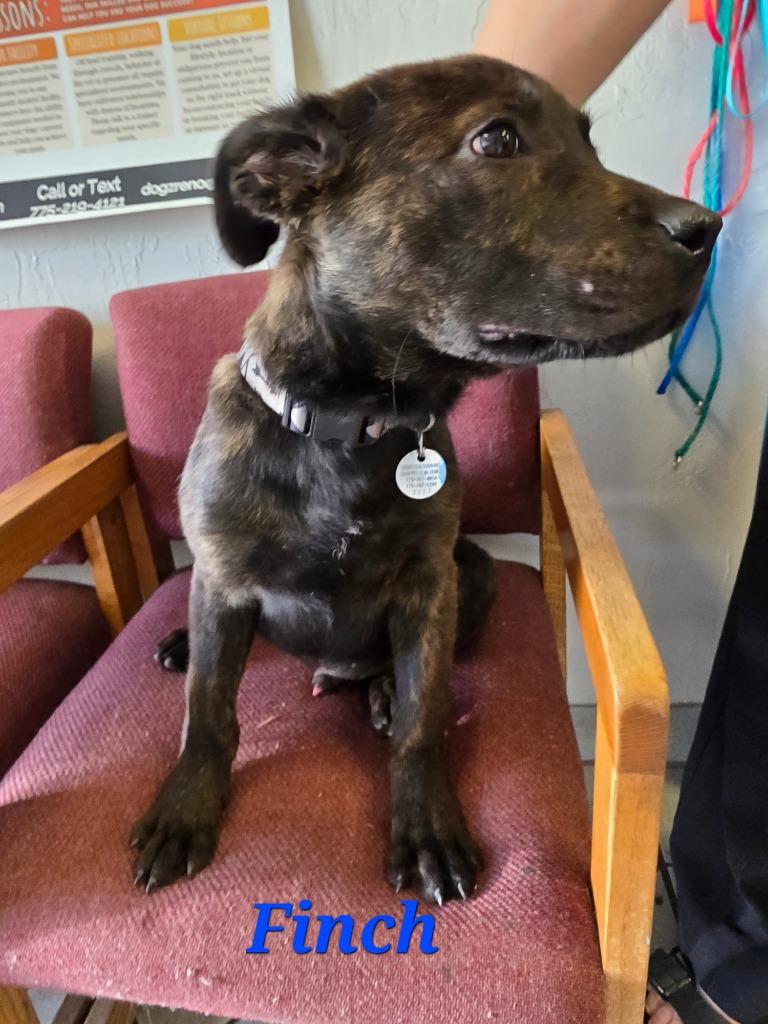 Enlarge Finch, a Adoptable mixed breed in Reno, NV image 3/3