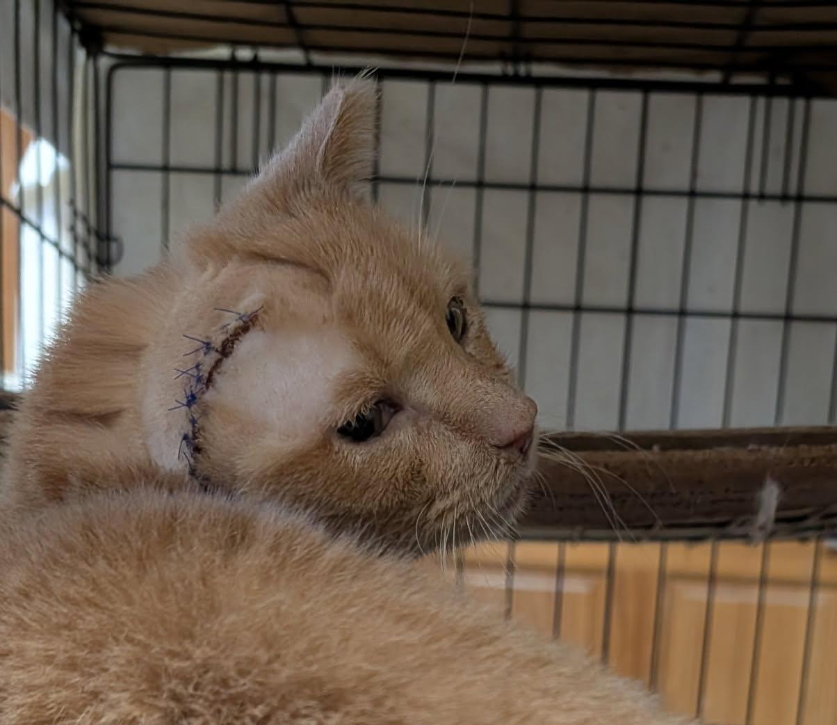 Enlarge Sad Eyes, a ADOPTABLE mixed breed in Blacksburg, VA image 4/4