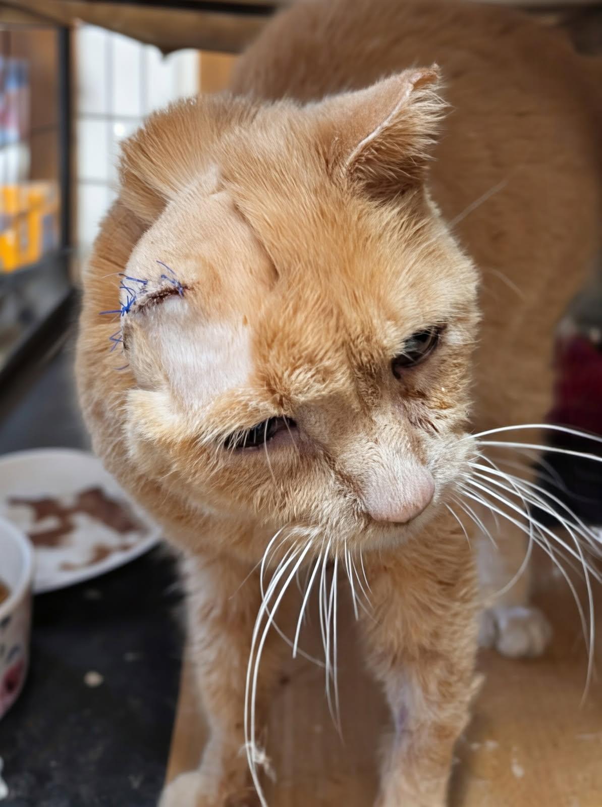 Enlarge Sad Eyes, a ADOPTABLE mixed breed in Blacksburg, VA image 3/4
