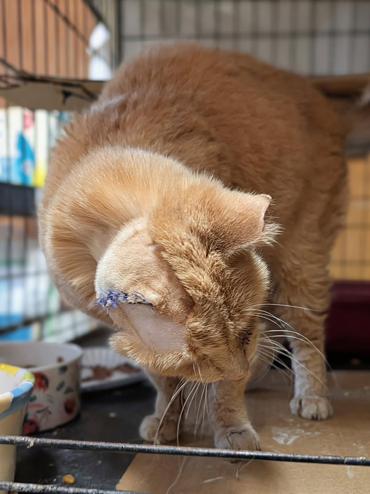 Enlarge Sad Eyes, a ADOPTABLE mixed breed in Blacksburg, VA image 2/4