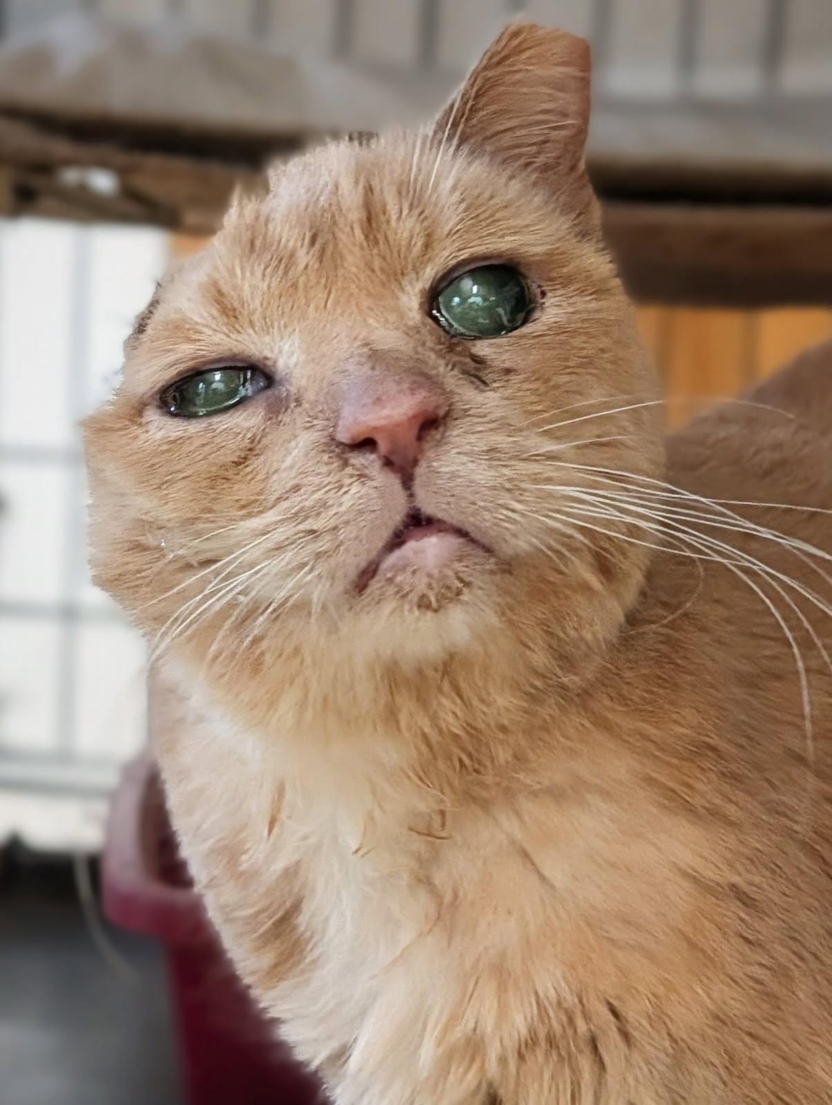 Sad Eyes, ADOPTABLE, Senior Female Domestic Short Hair.