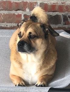 Bear, Adoptable, Adult Male Pug & Corgi.