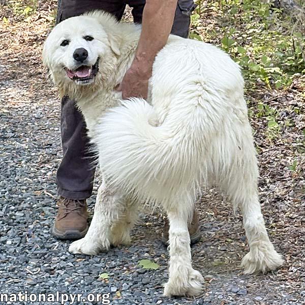 Red the White Dog in NJ - Eager-To-Please Sweetie photo