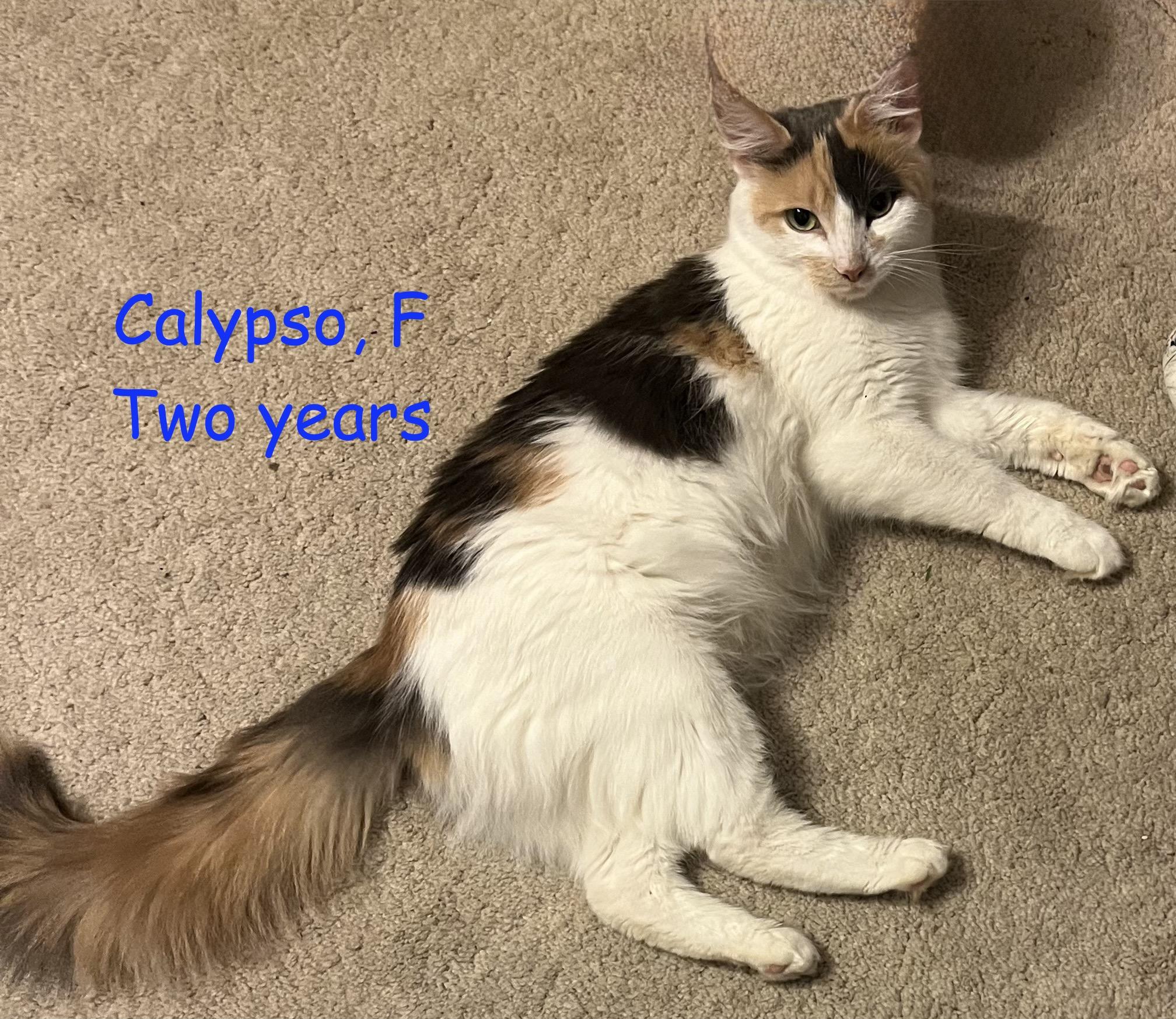 Calypso thumbnail 2