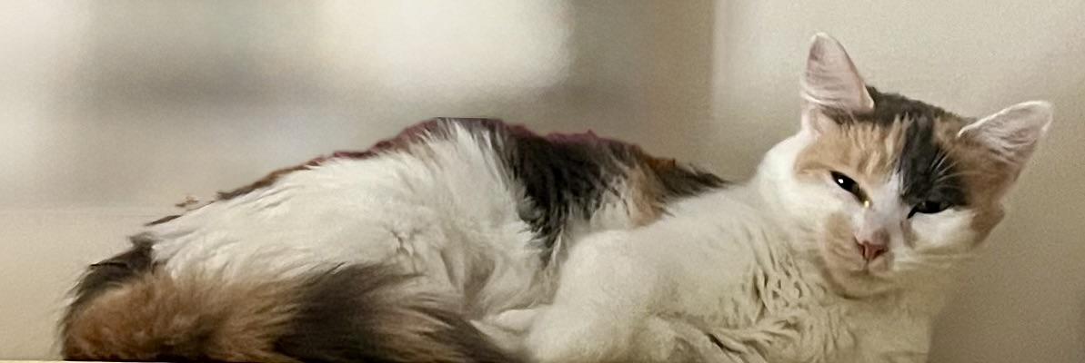 Enlarge Calypso, a Adoptable Dilute Calico in Houghton Lake, MI image 5/5