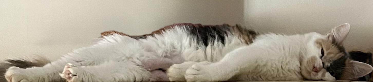 Enlarge Calypso, a Adoptable Dilute Calico in Houghton Lake, MI image 4/5