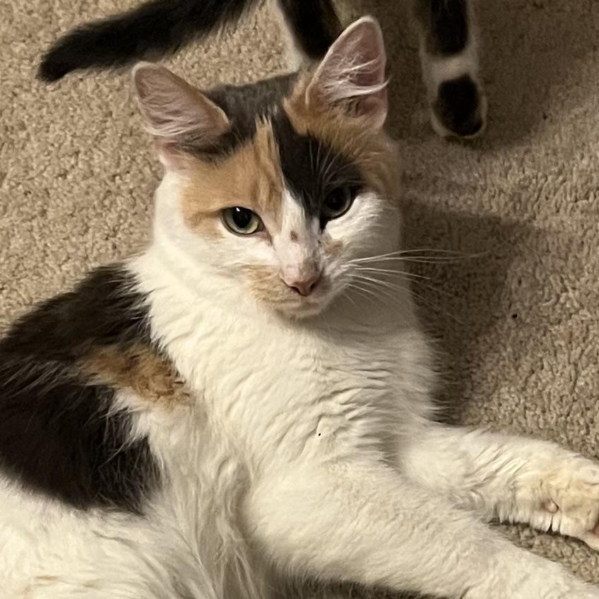Enlarge Calypso, a Adoptable Dilute Calico in Houghton Lake, MI image 1/5