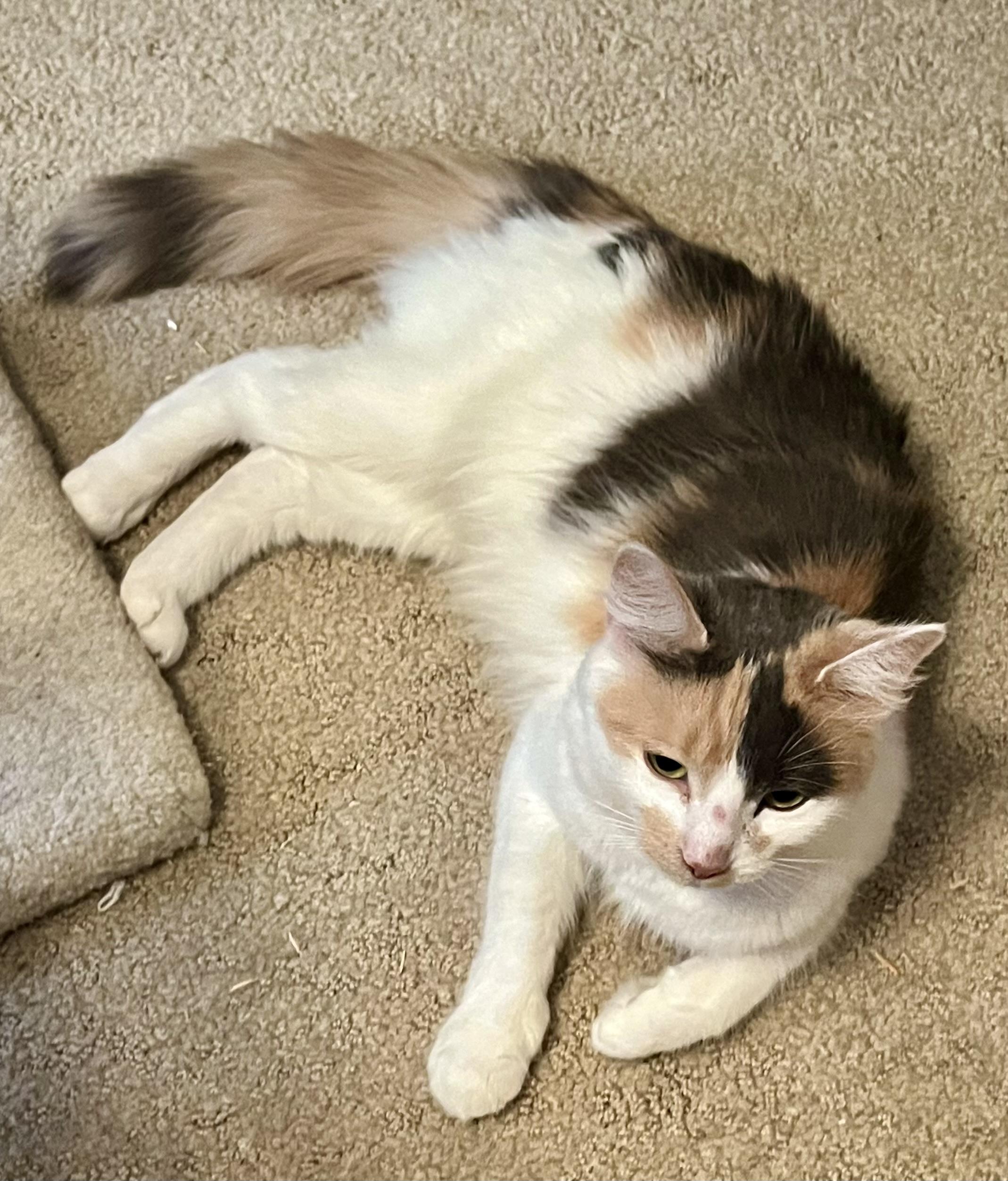 Enlarge Calypso, a Adoptable Dilute Calico in Houghton Lake, MI image 2/5
