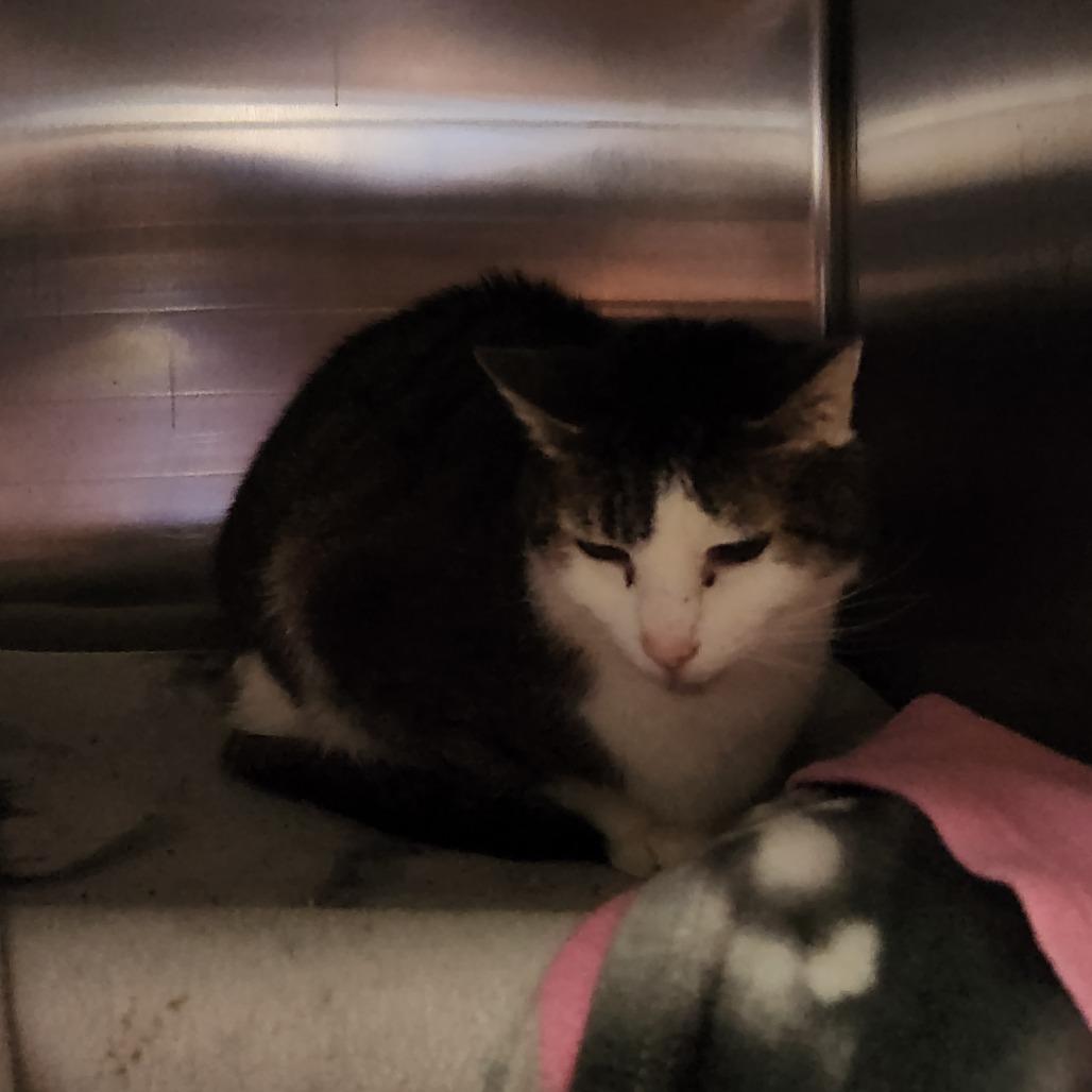 Enlarge Escher-Foster, a Adoptable Domestic Short Hair in Grand Rapids, MI image 1/3