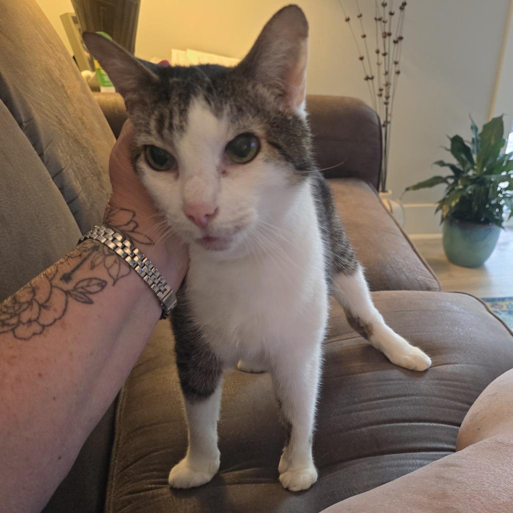Escher-Foster, Adoptable, Senior Male Domestic Short Hair.