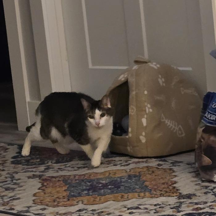 Enlarge Escher-Foster, a Adoptable Domestic Short Hair in Grand Rapids, MI image 2/3