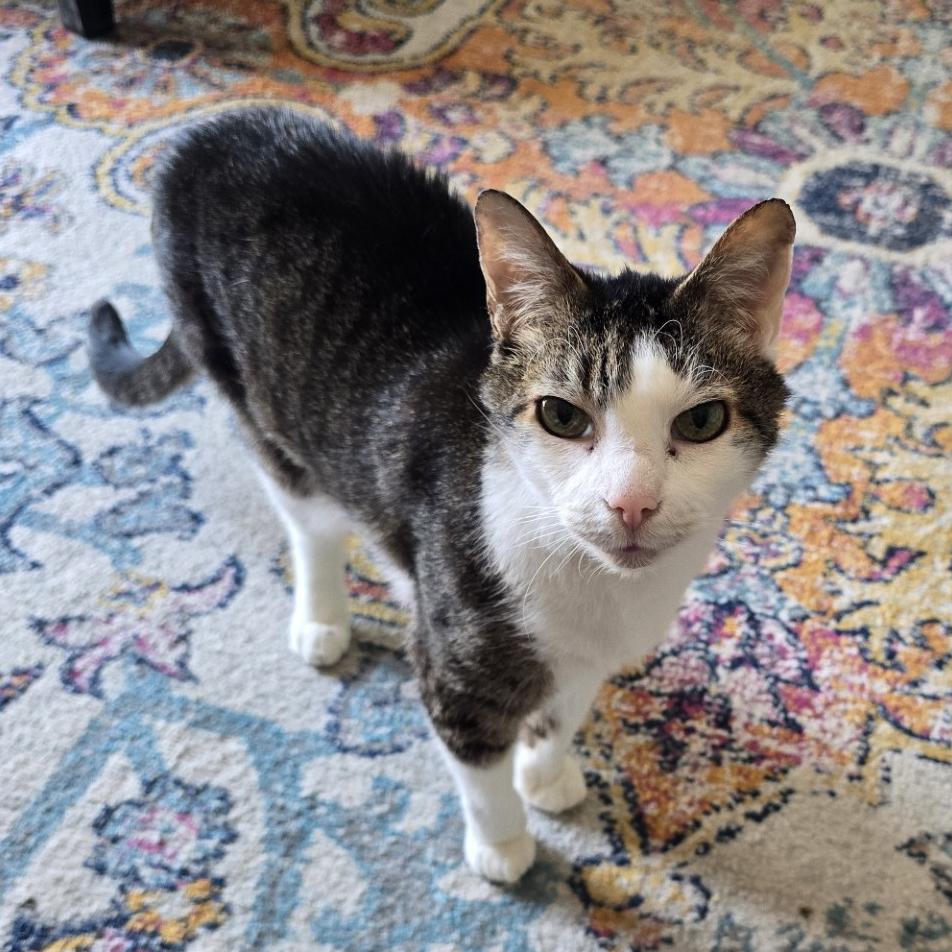 Enlarge Escher-Foster, a Adoptable Domestic Short Hair in Grand Rapids, MI image 3/6